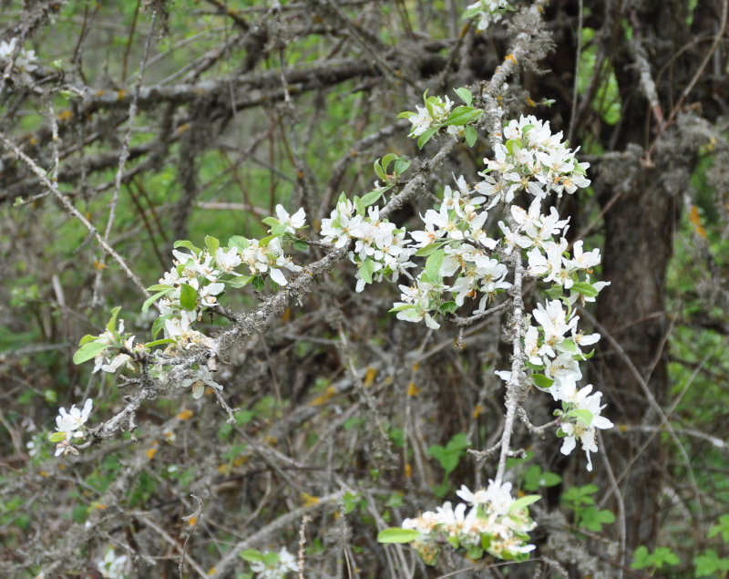 Image of genus Pyrus specimen.