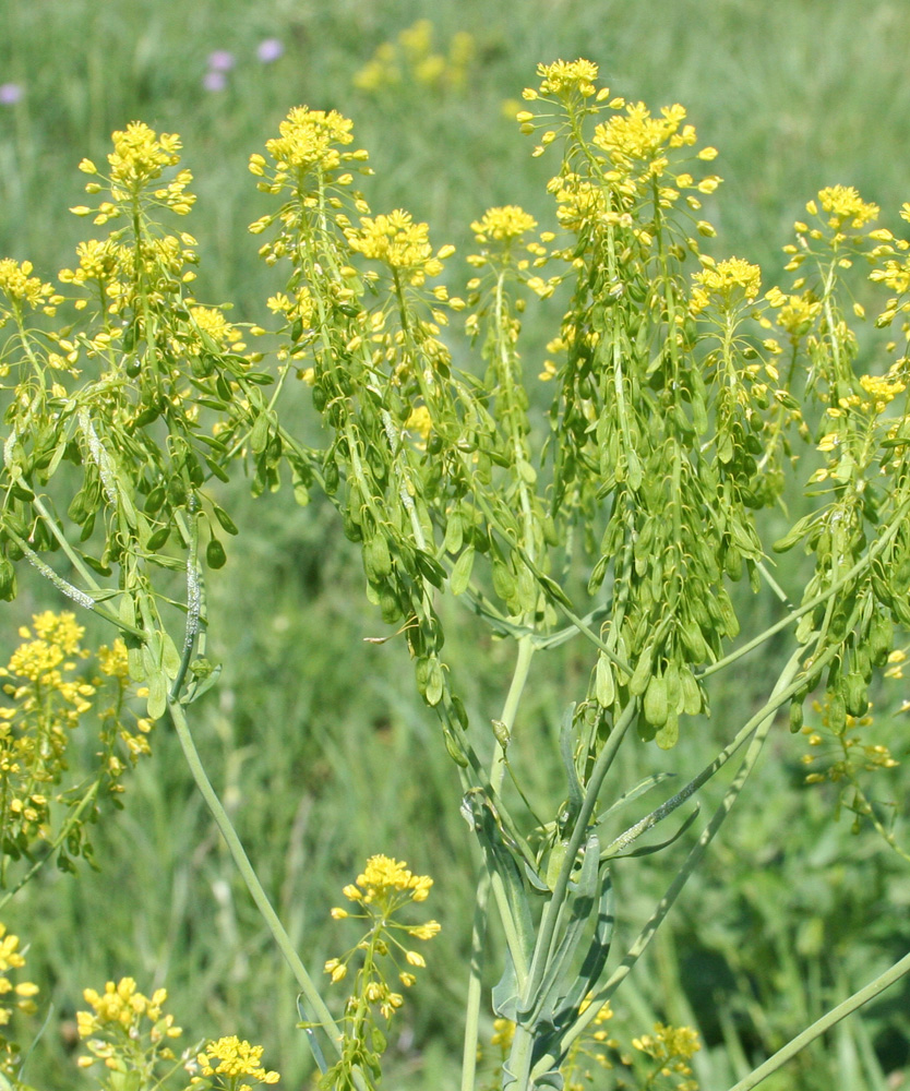 Image of Isatis costata specimen.