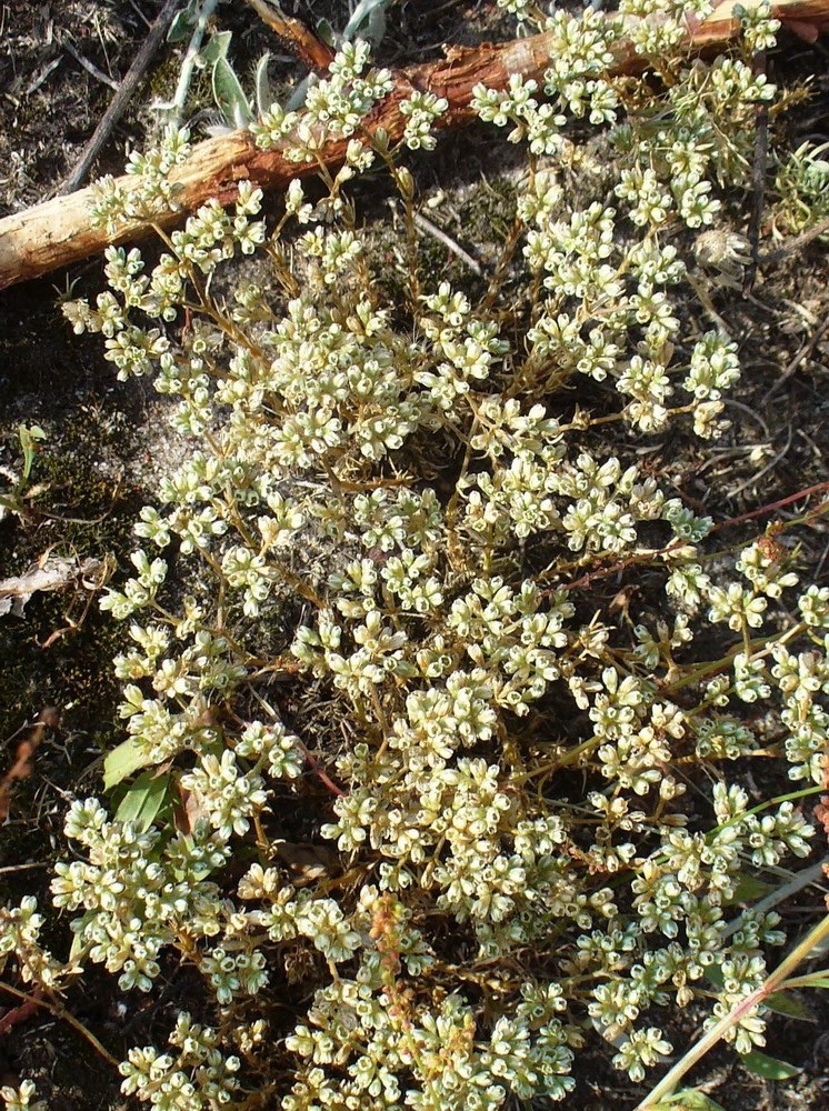 Изображение особи Scleranthus perennis.