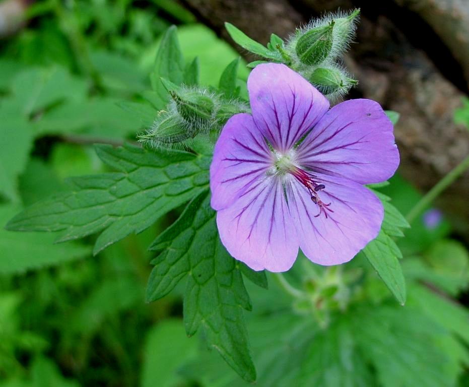 Изображение особи Geranium erianthum.