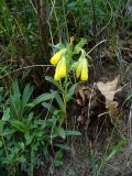 Onosma caucasica. Цветущее растение. Ставропольский край, г. Кисловодск, парк, хорошо освещённый склон горы, высота около 1100 м н.у.м. (43°53′41,20″ с.ш., 42°45′20,62″ в.д.). 30.05.2014.