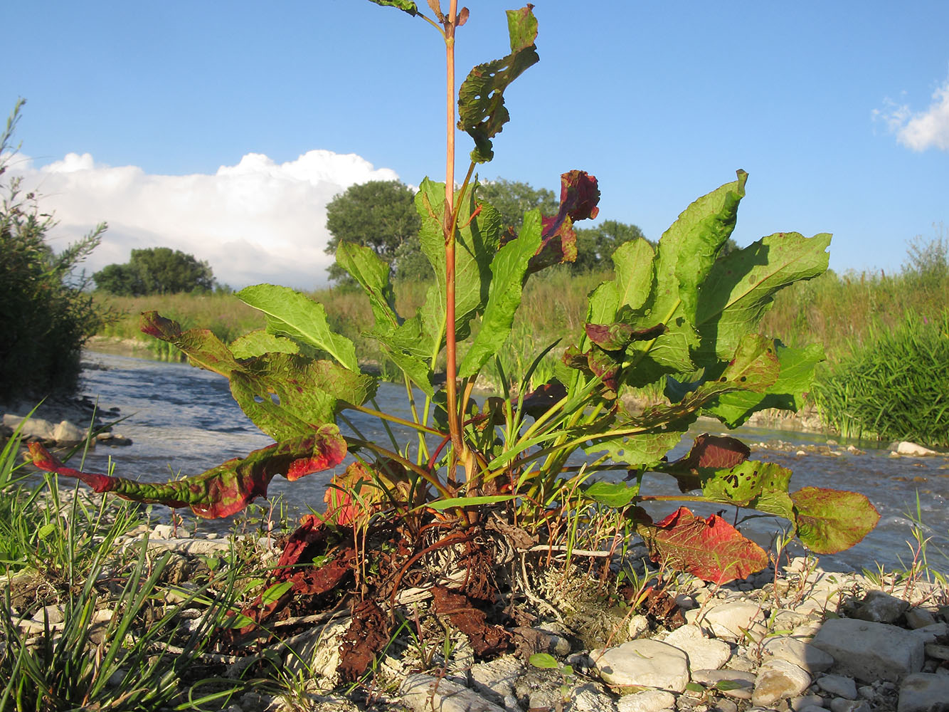 Изображение особи Rumex sylvestris.