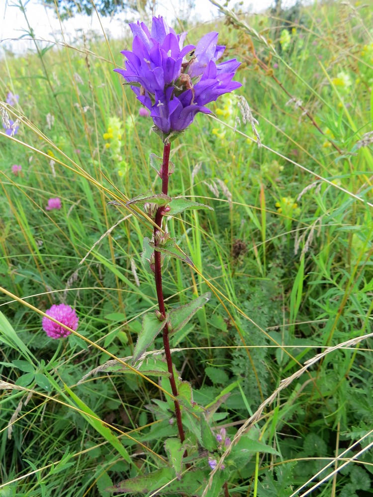 Image of Campanula glomerata specimen.