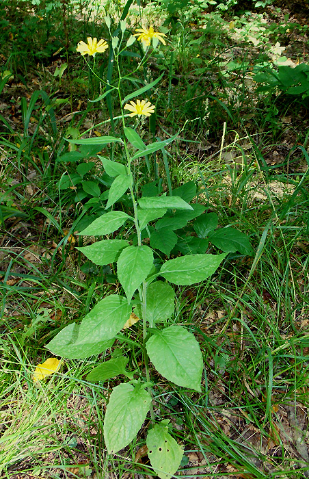 Image of Lapsana intermedia specimen.