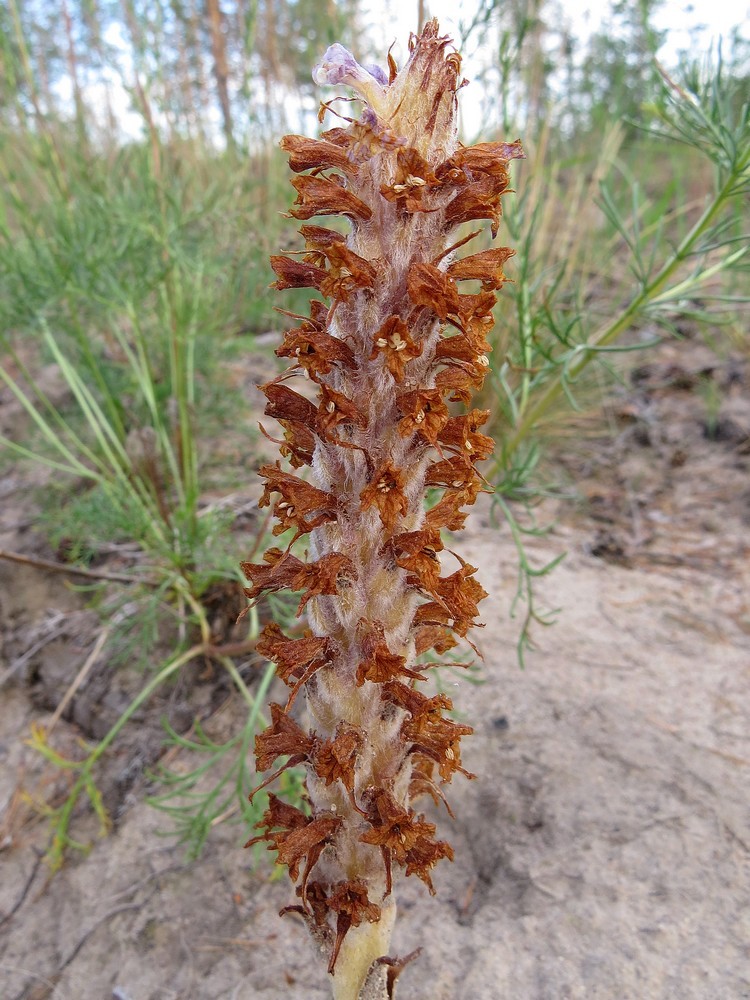 Image of Orobanche coerulescens specimen.