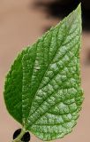 Celtis biondii