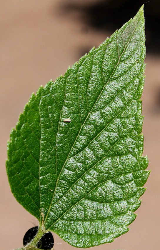 Image of Celtis biondii specimen.