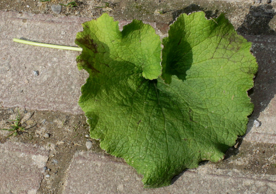 Image of Campanula alliariifolia specimen.