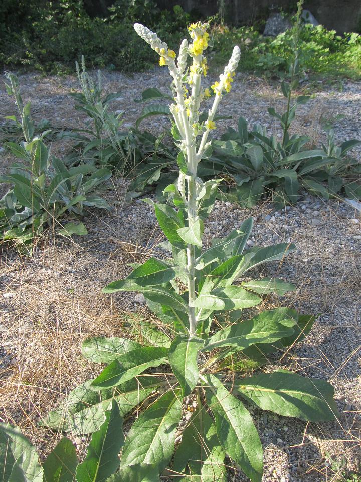 Image of Verbascum gnaphalodes specimen.