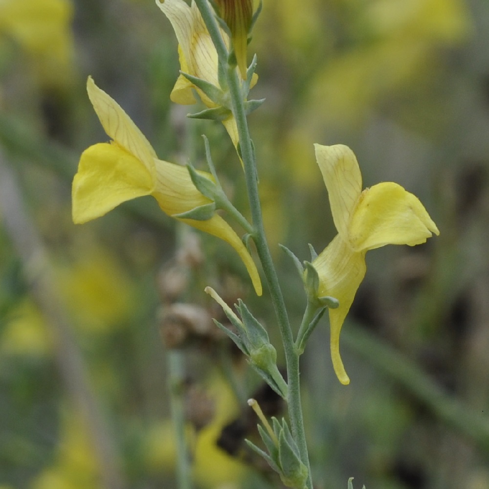 Image of Linaria genistifolia specimen.