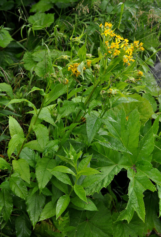 Image of Senecio propinquus specimen.