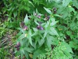 Fritillaria camschatcensis