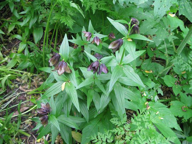 Image of Fritillaria camschatcensis specimen.