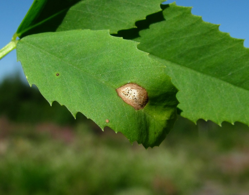 Изображение особи Melilotus albus.