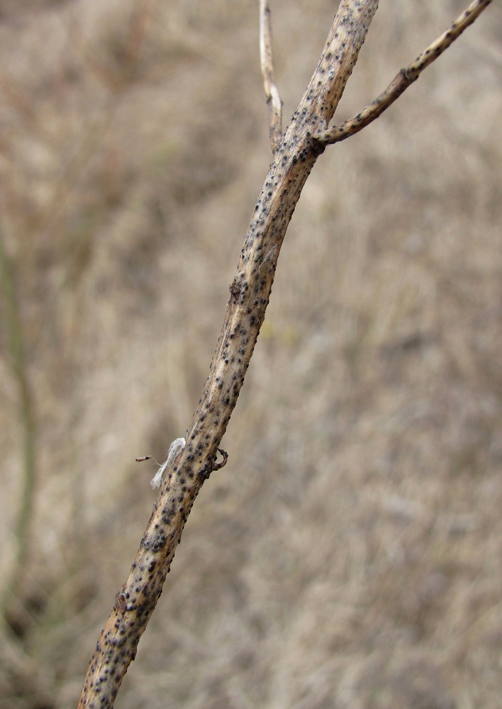 Image of Rhinanthus serotinus specimen.