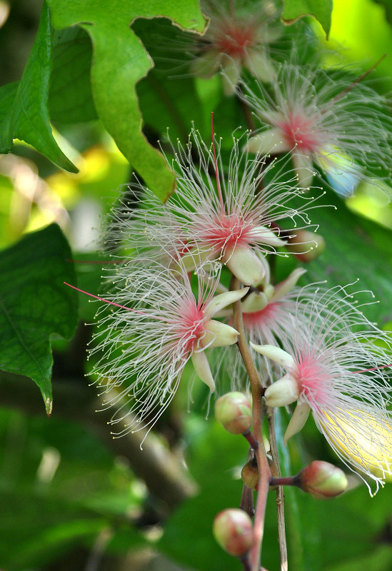 Image of Barringtonia racemosa specimen.