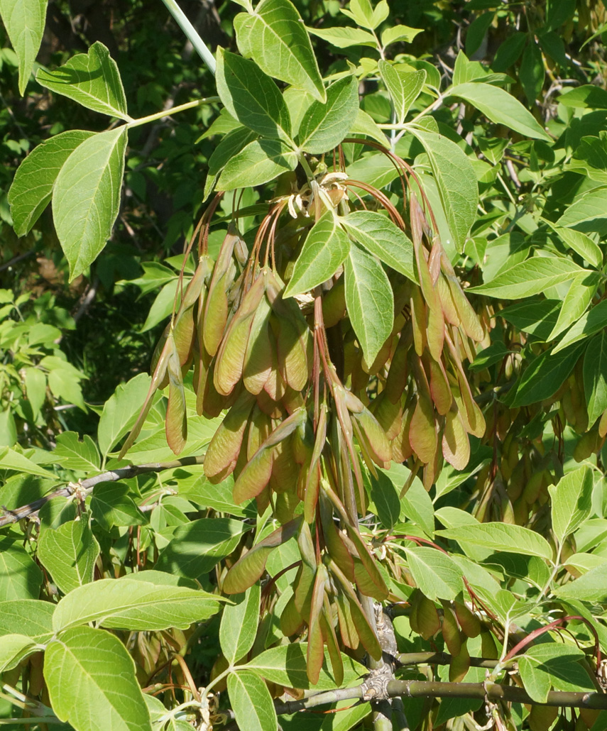 Image of Acer negundo specimen.