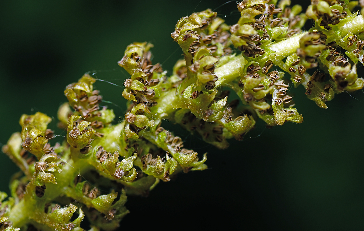 Изображение особи Juglans mandshurica.