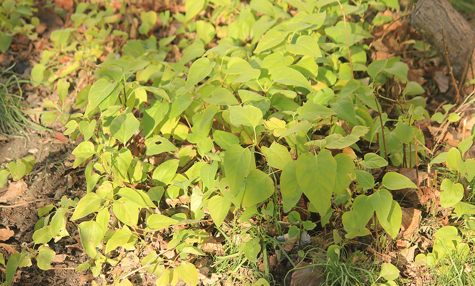 Image of Syringa vulgaris specimen.