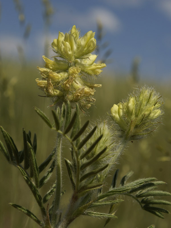 Изображение особи Oxytropis pilosa.