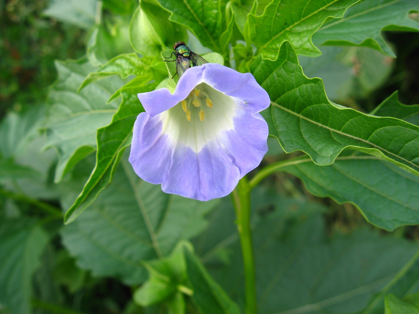 Image of Nicandra physalodes specimen.