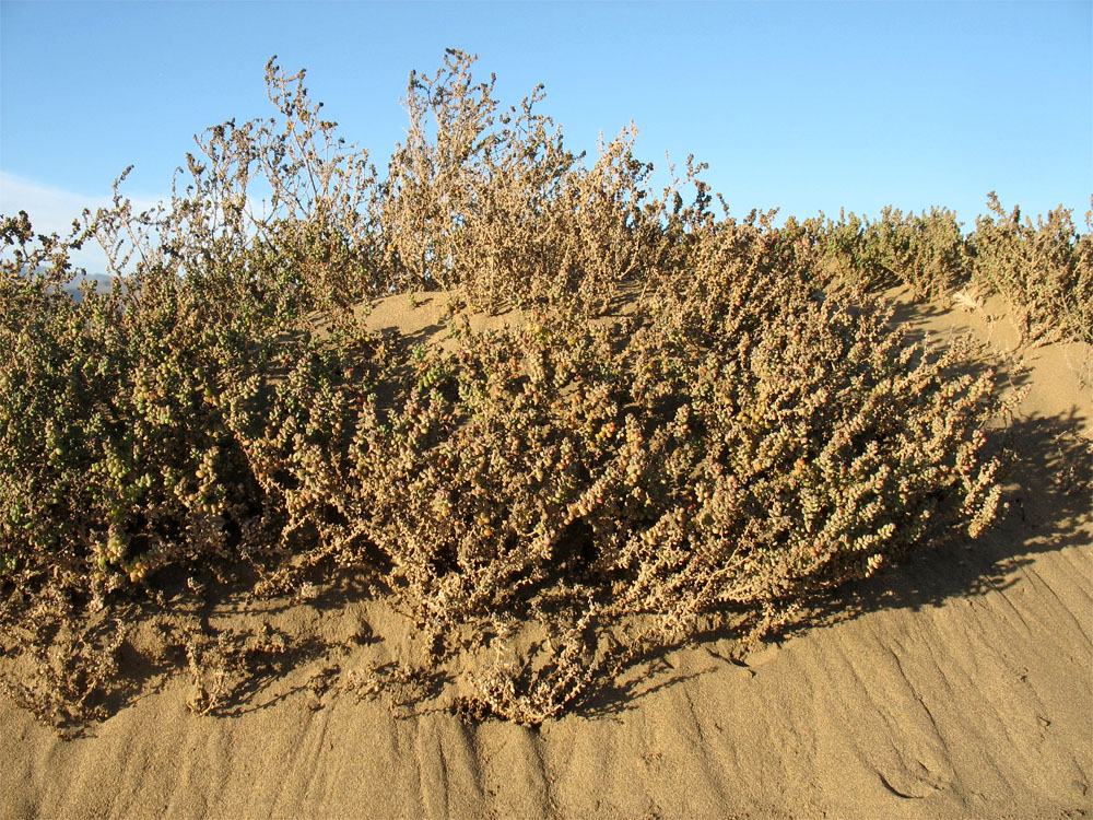 Image of Suaeda vermiculata specimen.