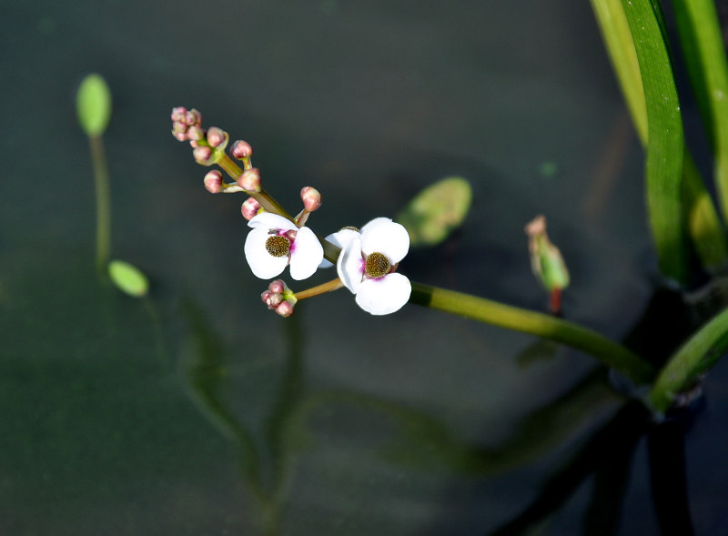 Image of Sagittaria sagittifolia specimen.