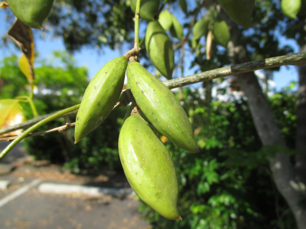 Изображение особи Schotia brachypetala.