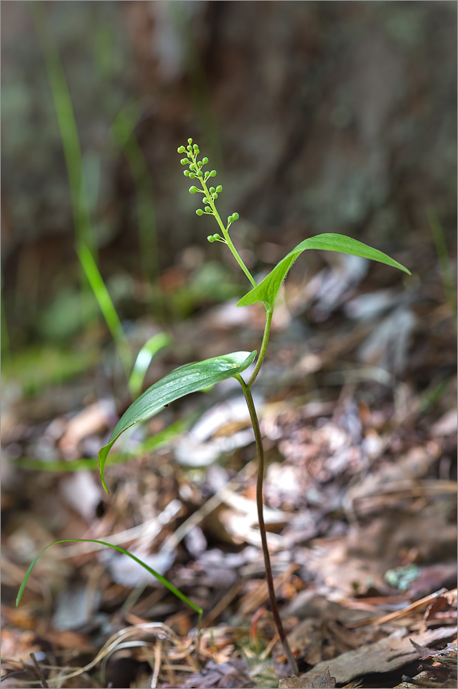 Изображение особи Maianthemum bifolium.