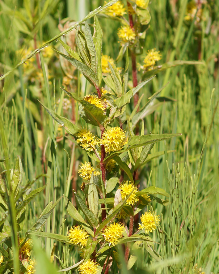 Image of Naumburgia thyrsiflora specimen.