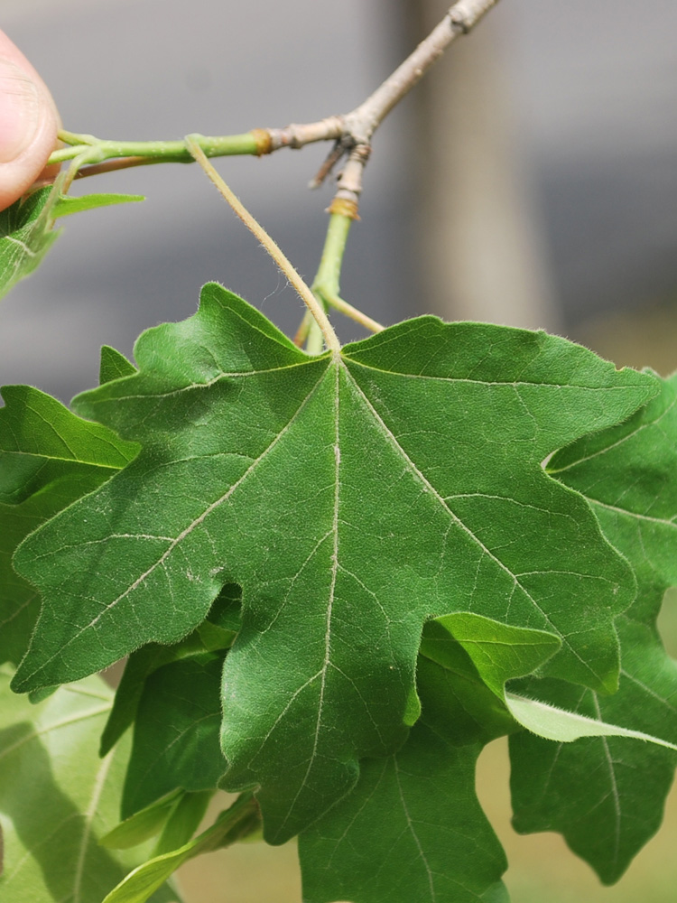 Image of Acer campestre specimen.