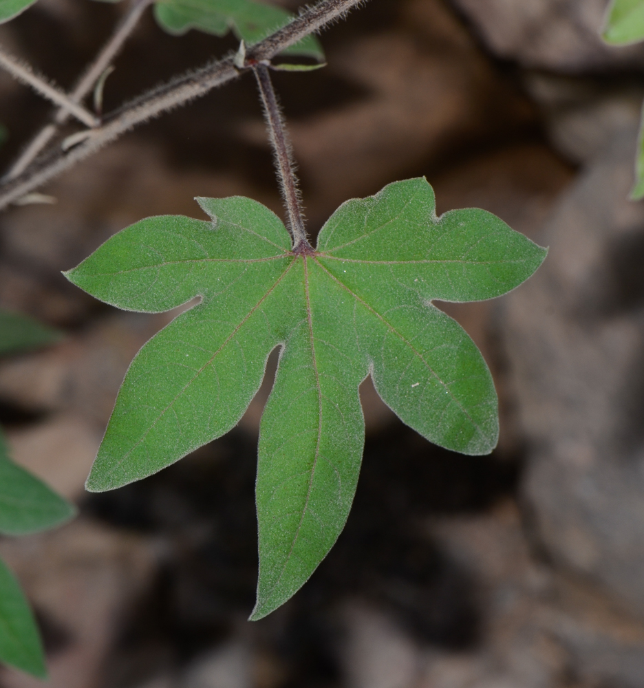 Image of genus Gossypium specimen.