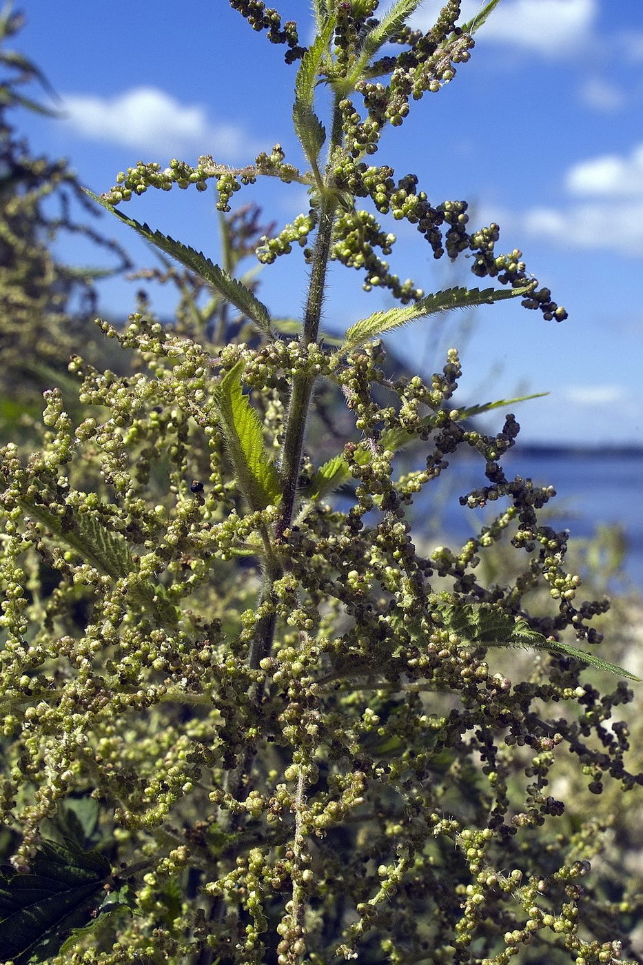 Изображение особи Urtica dioica.