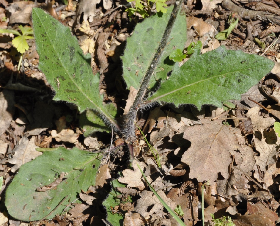 Image of genus Hieracium specimen.