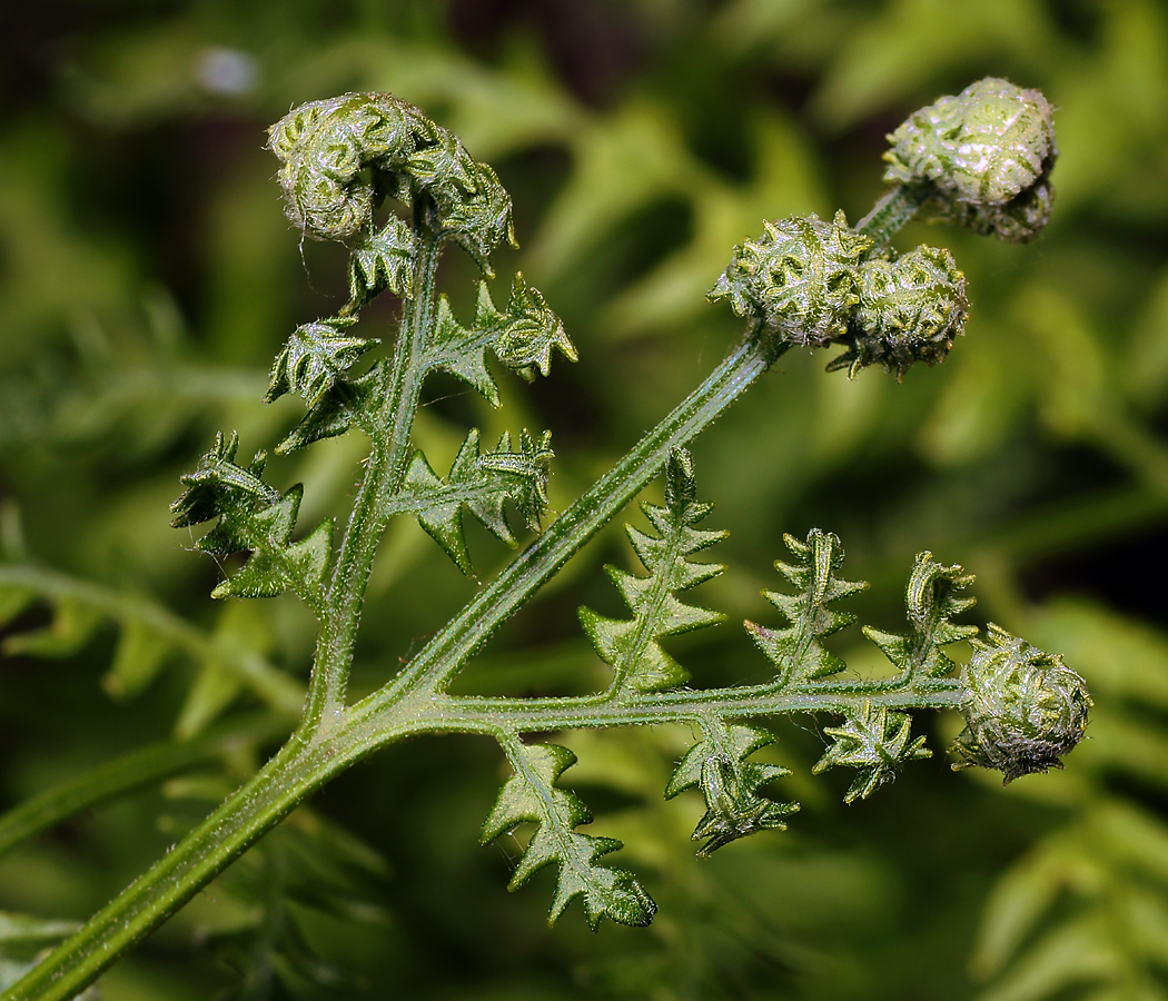 Изображение особи Pteridium pinetorum.