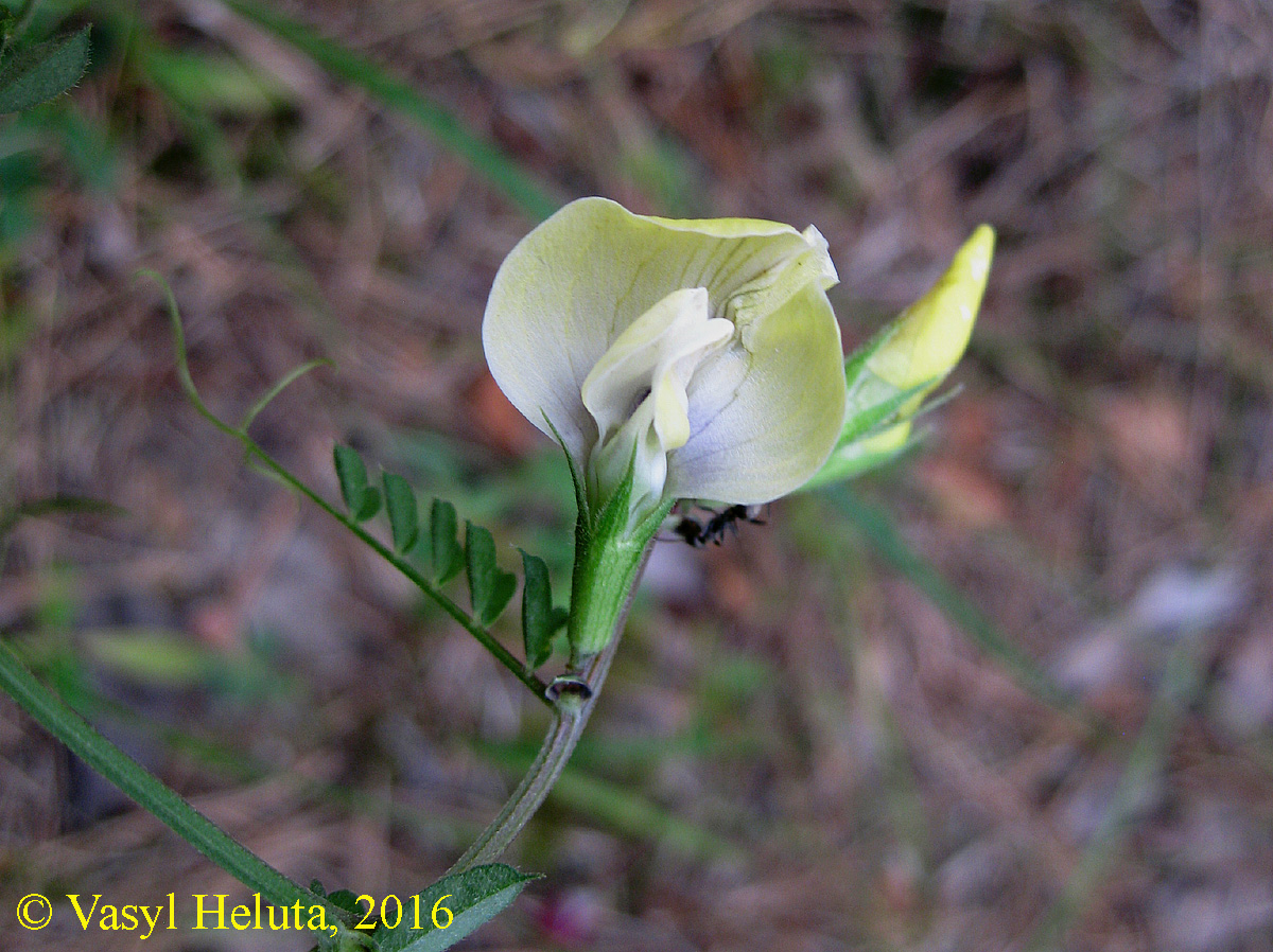 Изображение особи Vicia grandiflora.