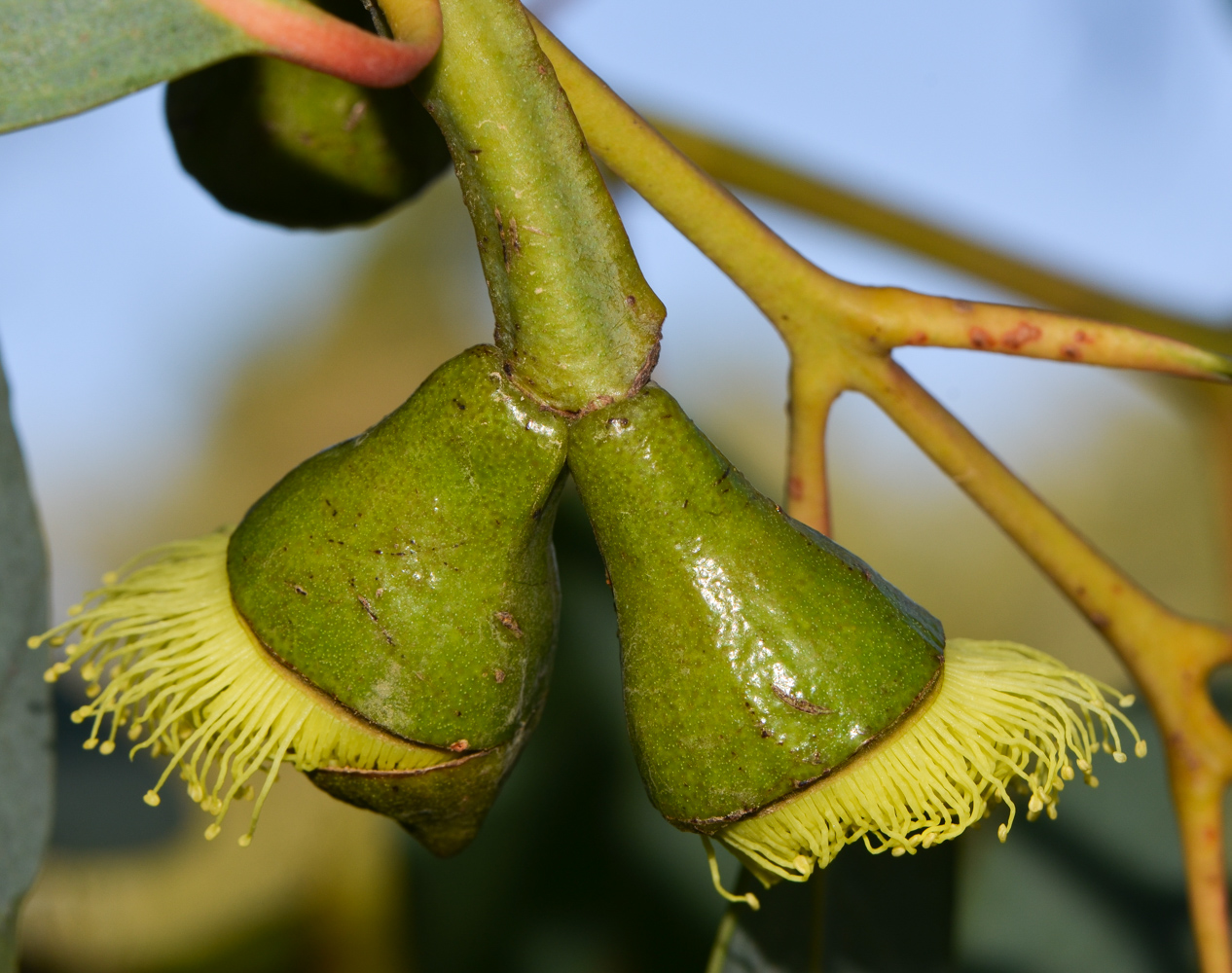 Изображение особи Eucalyptus woodwardii.