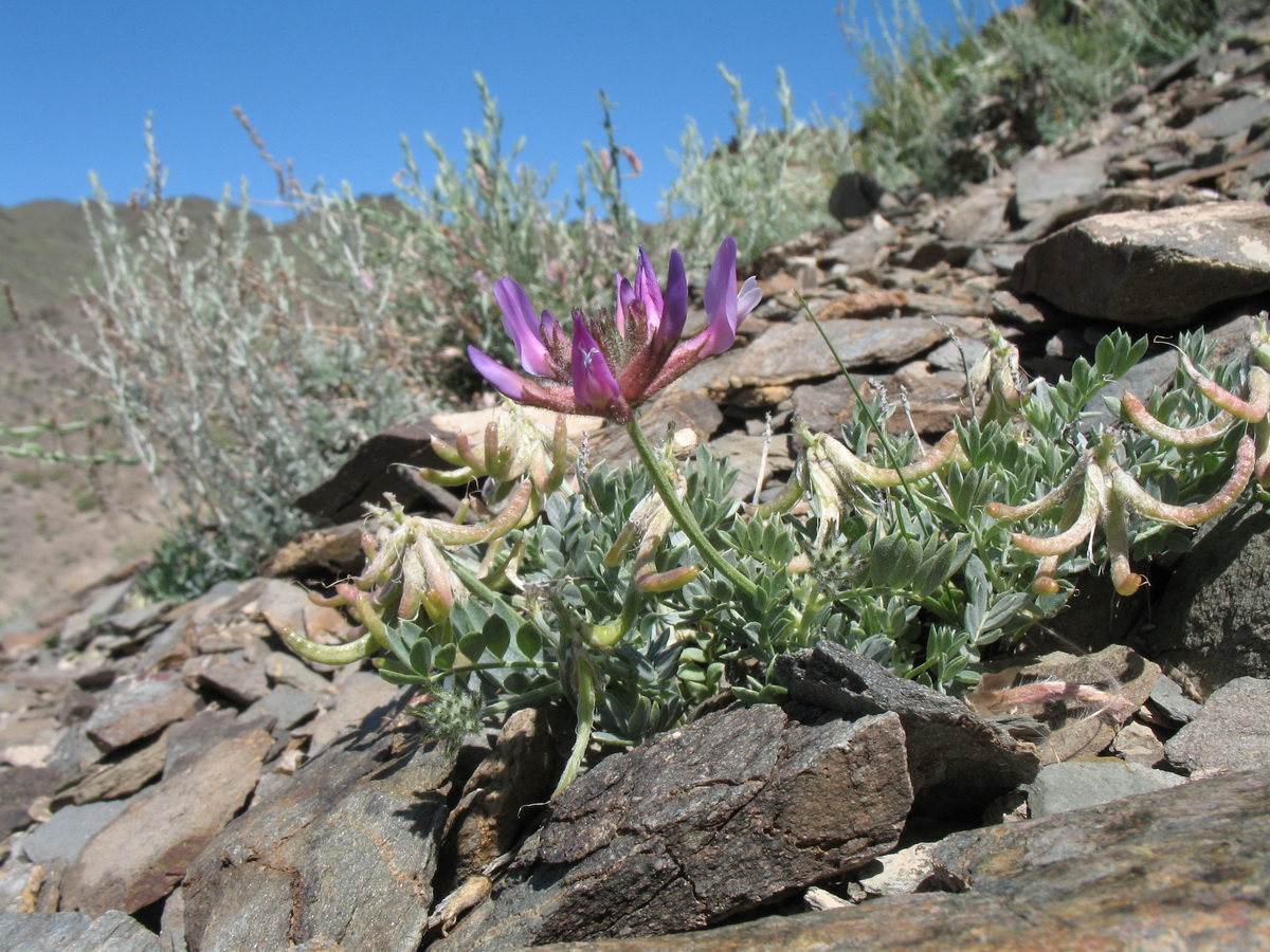 Image of Astragalus petraeus specimen.