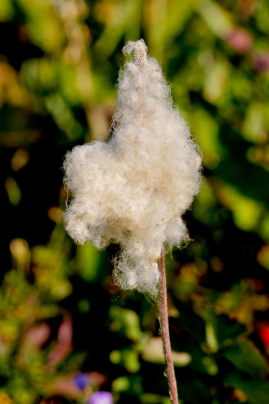 Image of Anemone sylvestris specimen.