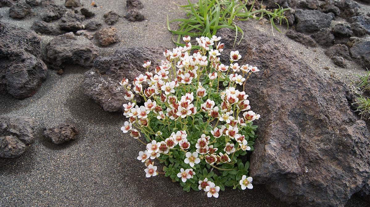 Image of Micranthes merkii specimen.