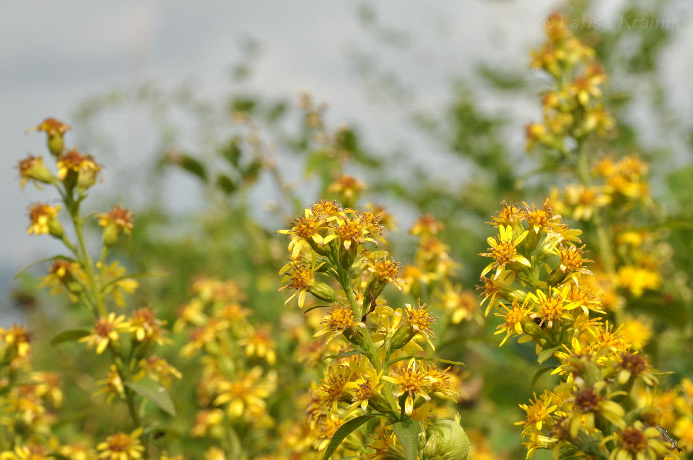 Image of Solidago virgaurea ssp. dahurica specimen.