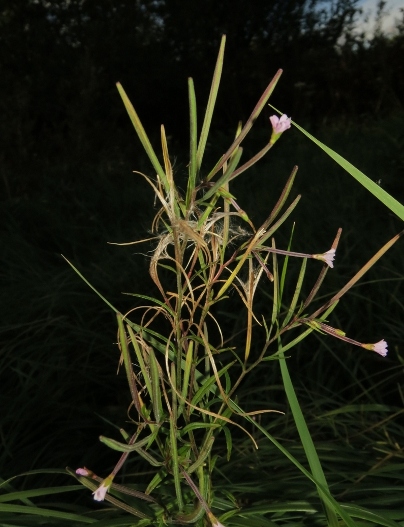 Image of Epilobium palustre specimen.