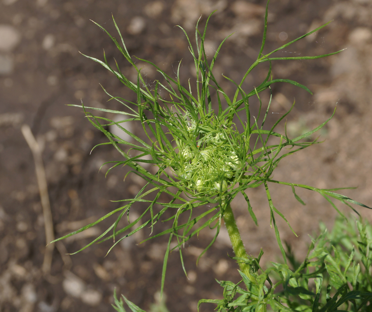 Image of Daucus sativus specimen.