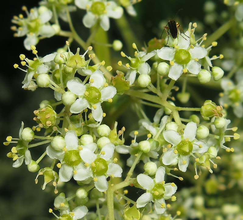 Изображение особи Tripterygium wilfordii.