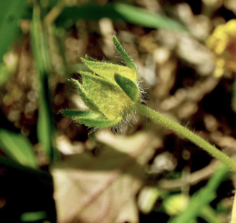 Image of Potentilla caucasica specimen.