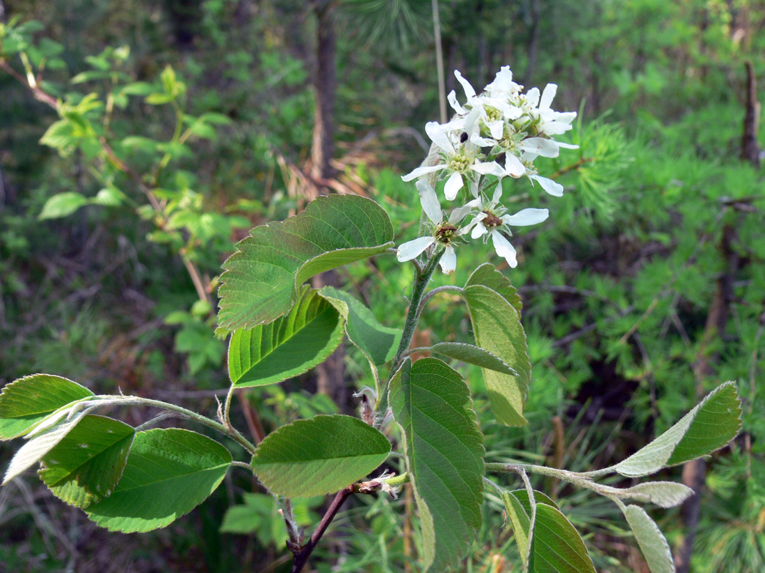 Image of Amelanchier alnifolia specimen.