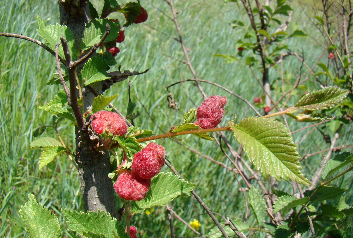 Image of Ulmus minor specimen.