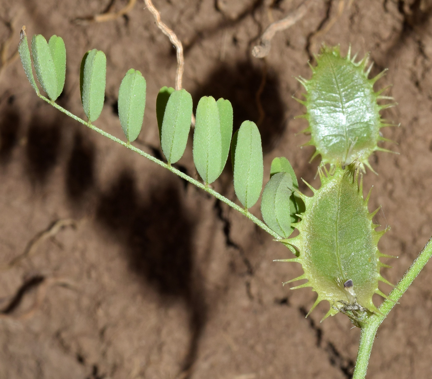 Image of Astragalus schmalhausenii specimen.