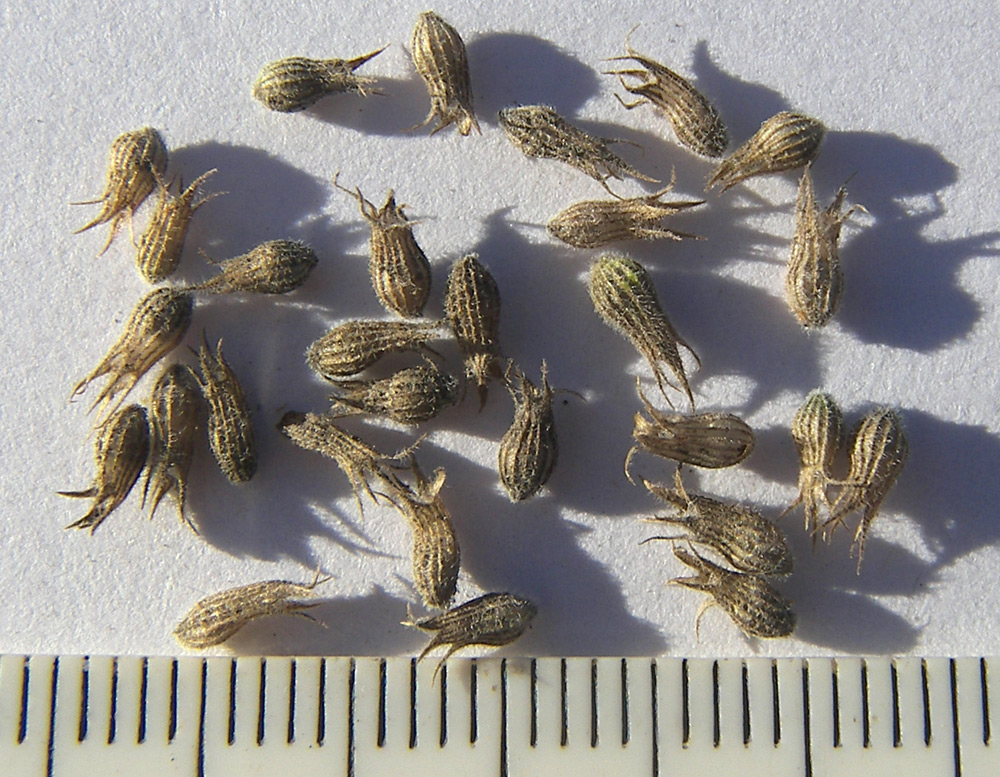 Image of Nepeta cataria specimen.