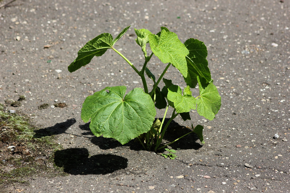 Image of Alcea rosea specimen.